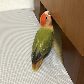 Face up to講座　ー自分と向き合う－の画像