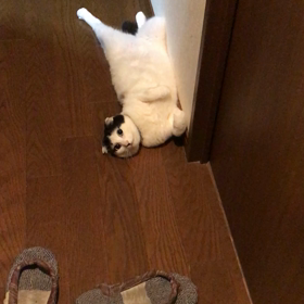 連休最終日の得意技の画像