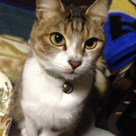 [動画]おやつマーブル。の画像