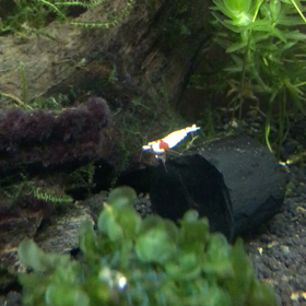 今日のレッドビーシュリンプ（動画）の画像