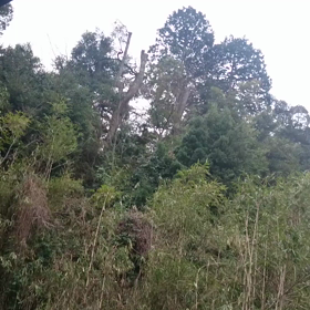 ホケキョキョ撮ったーの画像