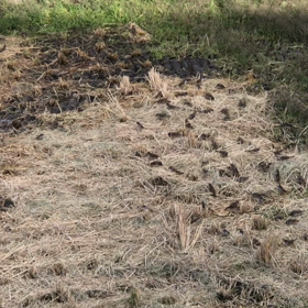 雀さん驚かせてごめんよの画像