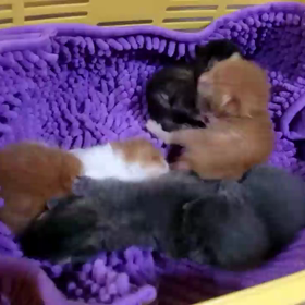 2/29生まれ＊ミルクっ子、今日も元気！の画像