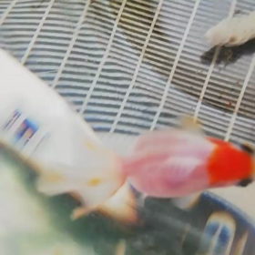 パクパクモグモグの画像