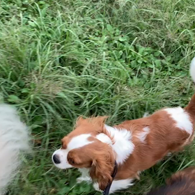 9月19日11わんこと1時間遠足  代々木公園の画像