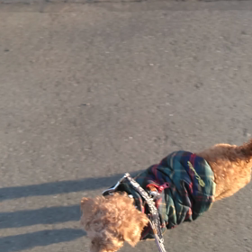 ルーシー　朝んぽ♡の画像