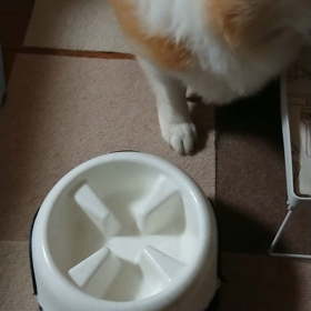 つまみ食いはだめですよ。の画像