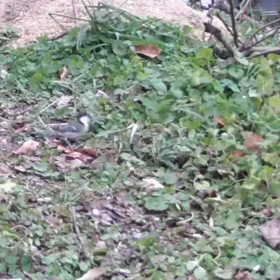 すぎぴたんの事件簿シーズン3　159話（シジュウカラのエサ探し）の画像