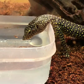 水を飲むマングローブの画像