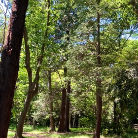 新緑の季節の画像