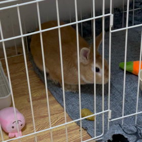 飛び跳ねる走り回る2ぴょんの画像