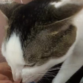 我が家の猫 10月5日から迷子になっています。お見かけした方、いませんか？の画像