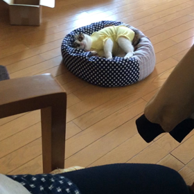 本当か嘘か不思議な事があるものだ…にゃんずなんでそうなるの？の画像