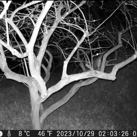 すぎぴたんの事件簿シーズン3　424話（(δ´ω｀)ｶﾕｲ　(δ´ω｀)ｶﾕｲ　ハクビシン）の画像