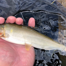 何回目？大雨洪水警報の画像