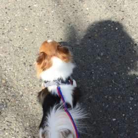 わが家のわんこの画像