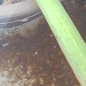 粉餌食べる針子たちの画像