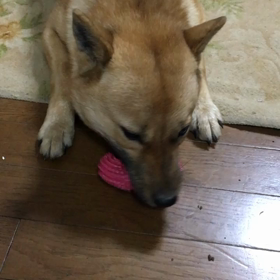 ピーちゃんの画像