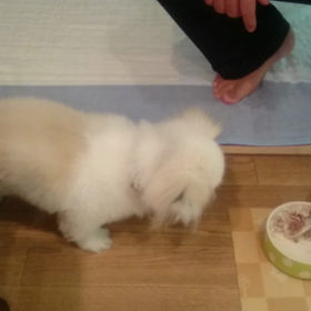 お粥生活の画像