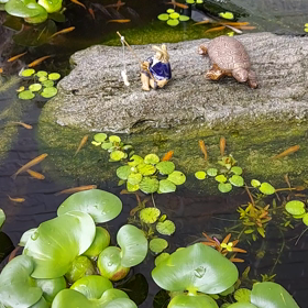 なぜか岩の周りにお集まり。の画像