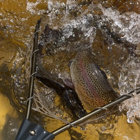 放流の時間です。今日はプチサーモンの画像