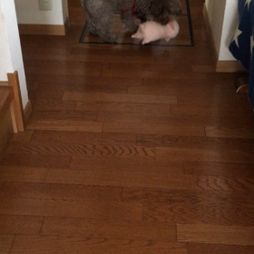 ドタドタ〜の画像