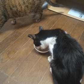 ハチの食事♡♡♡の画像