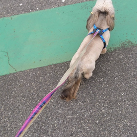 お散歩動画 ゴー＆サンの画像