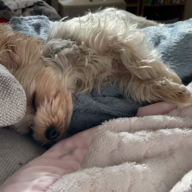 ふわふわの画像