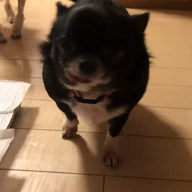 スギちゃんＶＳももちゃんの画像