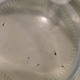 順調に孵化。の画像