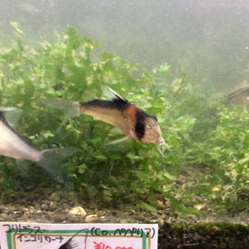 また､また❗️の画像