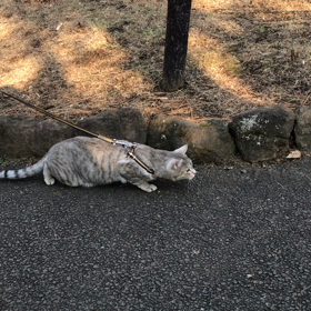 おにゃんぽの画像