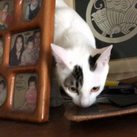 いないと思ったらの画像