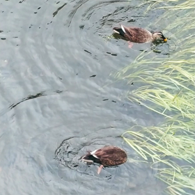 カルガモのでんぐり返しの画像