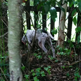 ミュミュール　お気の済むまでっ(ﾟ∀ﾟ;)の画像