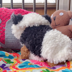 小パンダの画像