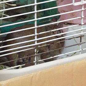 デグーベビーの授乳BYもちの画像