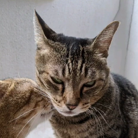 猫が語る婚活シリーズ(笑)の画像