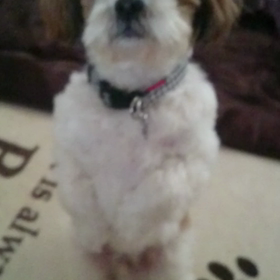 シーズーそらちゃんの画像