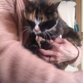 里親様募集中のふーちゃん☺️の画像