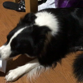 格闘ちぅの画像