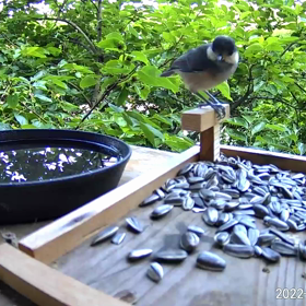 すぎぴたんの事件簿シーズン２　２８９話（どじっ子ヤマガラ）の画像