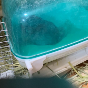 クルクル、、生後21日目の画像