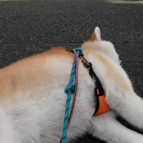 飼い主全集中なれど、未来丸ついて来れず路上ゴロ寝決行‼️2日連続はきつかったかな？バッタリ路上の画像
