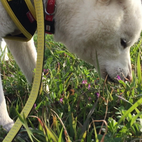 今日のコロの画像