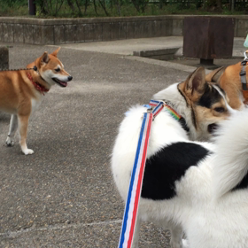 為せば成る その2の画像