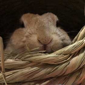 お鼻ピクピクの画像