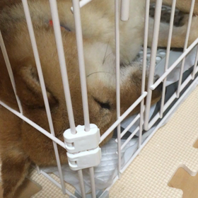 いびき？の画像