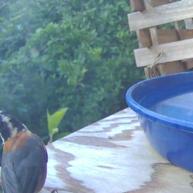 すぎぴたんの事件簿シーズン3　322話（The・二度見！　ヤマガラ）の画像